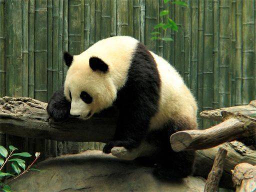Pandas Puzzle Online Game